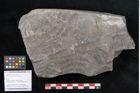 Foto (Objekt + Etikett) von Senftenbergia crenata Lindl. et H. (NHMW-GEO-2024-0188-10947)